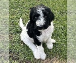 Puppy Minnie Mouse Poodle (Standard)