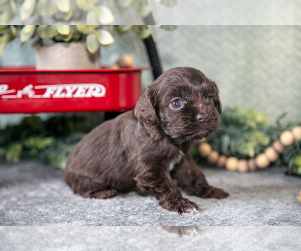 Medium Photo #2 Cocker Spaniel Puppy For Sale in NAPPANEE, IN, USA