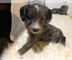 Small Photo #4 Aussiedoodle Miniature  Puppy For Sale in GOSHEN, IN, USA