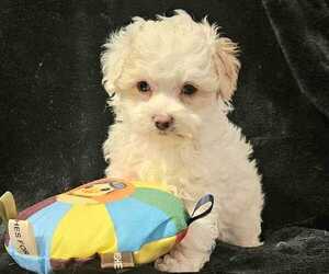 Maltipoo (Toy) Puppy for sale in PALM COAST, FL, USA