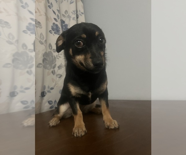 Medium Photo #12 Chihuahua Puppy For Sale in DURHAM, CT, USA