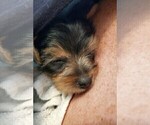 Small #2 Yorkshire Terrier