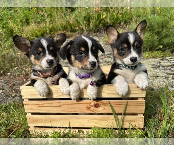 Medium Photo #2 Pembroke Welsh Corgi Puppy For Sale in PERKINSVILLE, VT, USA