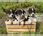 Small #1 Pembroke Welsh Corgi