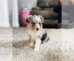 Small Photo #8 Miniature Australian Shepherd Puppy For Sale in BLACK FOREST, CO, USA