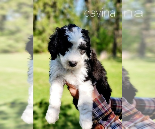 Medium Photo #1 Sheepadoodle Puppy For Sale in E G FORKS, MN, USA
