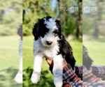 Small Photo #1 Sheepadoodle Puppy For Sale in E G FORKS, MN, USA