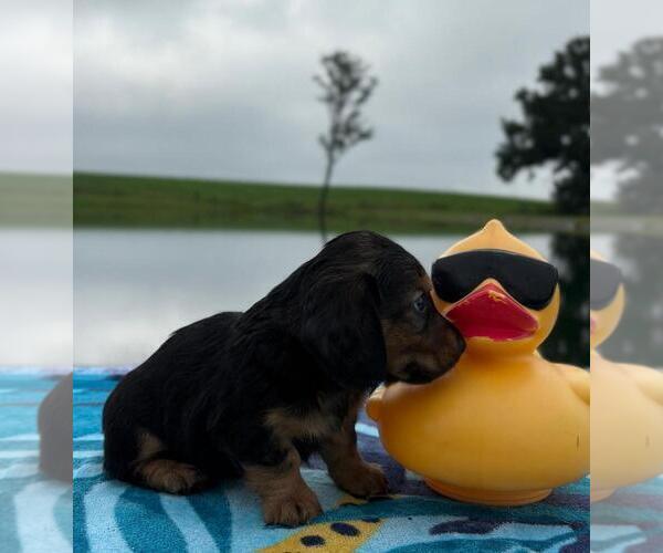Medium Photo #12 Dachshund Puppy For Sale in LOOGOOTEE, IN, USA