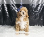 Small #2 Maltipoo