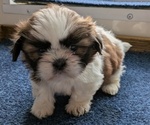Puppy Zelda Shih Tzu