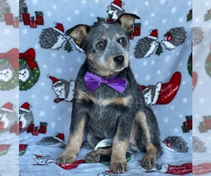 Australian Cattle Dog Puppy for sale in LANCASTER, PA, USA