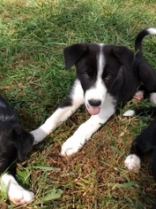 Border Collie Puppy for sale in PLATTSBURG, MO, USA