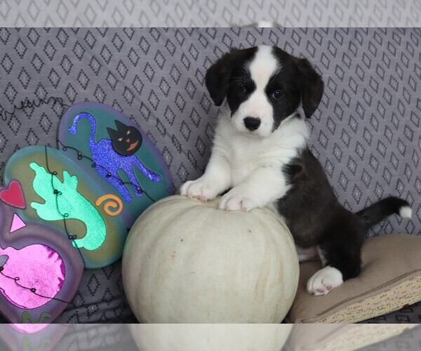 Medium Photo #1 Cardigan Welsh Corgi Puppy For Sale in LIVERMORE, CO, USA