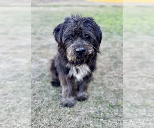 Medium Photo #3 Lhasa Apso-Unknown Mix Puppy For Sale in PIPE CREEK, TX, USA
