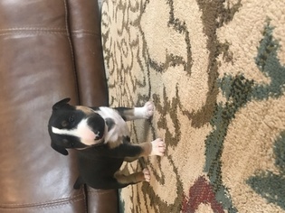 Bull Terrier Puppy for sale in BRONTE, TX, USA