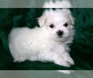 Maltese Puppy for sale in LOUISVILLE, KY, USA