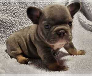 French Bulldog Puppy for sale in FORT WHITE, FL, USA