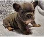 Image preview for Ad Listing. Nickname: French Bulldog