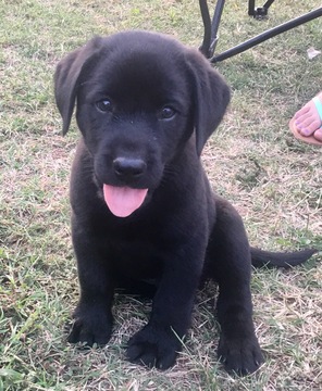 Medium Photo #1 Labrador Retriever Puppy For Sale in CUSHING, OK, USA