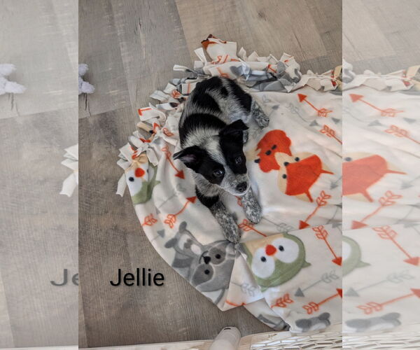 Medium Photo #1 Mutt Puppy For Sale in Sandy, UT, USA