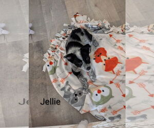 Mutt Dogs for adoption in Sandy, UT, USA