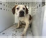 Small American Pit Bull Terrier Mix