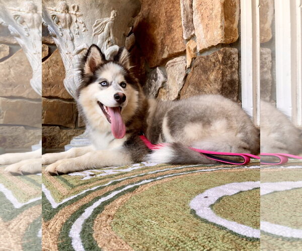 Medium Photo #2 Siberian Husky Puppy For Sale in Cumming, GA, USA