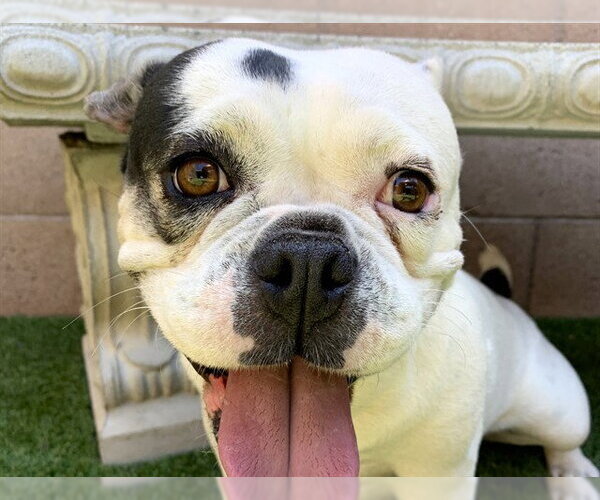 Medium Photo #1 French Bulldog-Unknown Mix Puppy For Sale in Moreno Valley, CA, USA