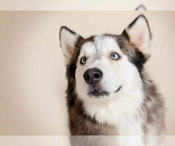 Medium Photo #6 Alaskan Malamute-Unknown Mix Puppy For Sale in Oak Bluffs, MA, USA