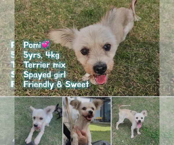 Medium Photo #1 Cockapoo-Pomeranian Mix Puppy For Sale in Agoura Hills, CA, USA