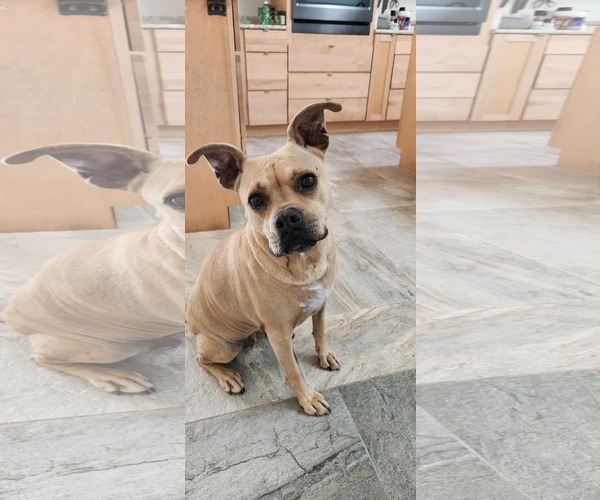 Medium Photo #3 American Pit Bull Terrier-American Staffordshire Terrier Mix Puppy For Sale in Techny, IL, USA