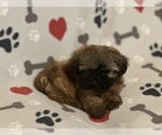 Small #5 Shih Tzu