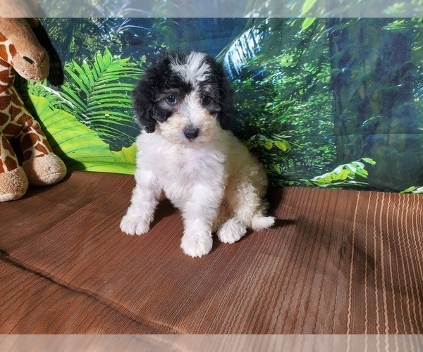 Medium Photo #8 Bernedoodle (Miniature) Puppy For Sale in COLORADO SPRINGS, CO, USA