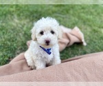 Puppy Teddy Jr Poodle (Miniature)