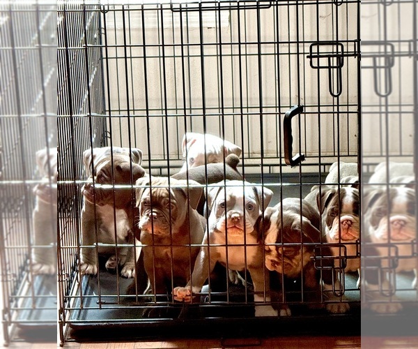 Medium Photo #25 Olde English Bulldogge Puppy For Sale in ADAMSVILLE, AL, USA