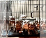 Small #24 Olde English Bulldogge