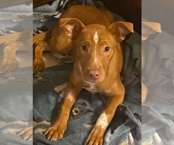 Medium Photo #4 Mutt Puppy For Sale in Holly Springs, NC, USA