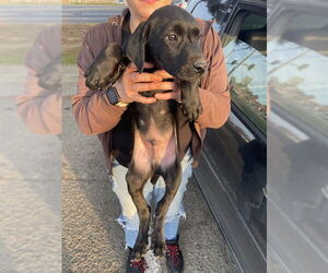 Labrador Retriever Dogs for adoption in Stockton, CA, USA