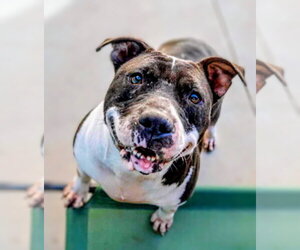 American Staffordshire Terrier-Unknown Mix Dogs for adoption in columbia, SC, USA