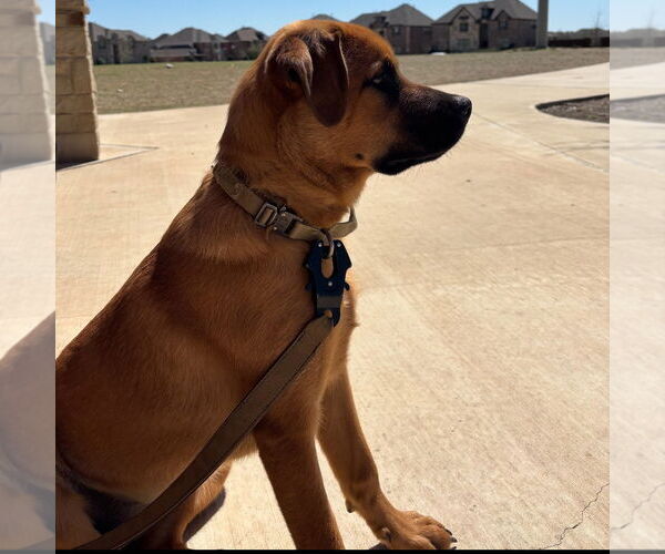 Medium Photo #4 Rottweiler-Unknown Mix Puppy For Sale in McKinney, TX, USA