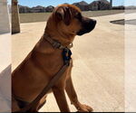 Small #3 Rottweiler Mix