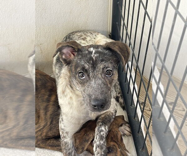 Medium Photo #1 Mutt Puppy For Sale in Bolivar, MO, USA