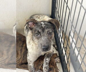 Mutt Dogs for adoption in Bolivar, MO, USA