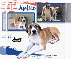 Boxer-Great Pyrenees Mix Dogs for adoption in Lindsay, CA, USA