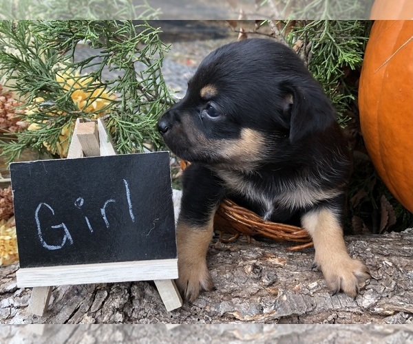 Medium Photo #7 Australian Shepherd-Chihuahua Mix Puppy For Sale in SHERMAN, TX, USA