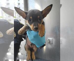 Mutt Dogs for adoption in San Antonio, TX, USA