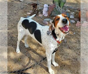 Treeing Walker Coonhound Dogs for adoption in Tucson, AZ, USA