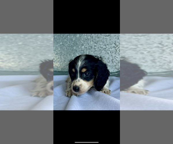 Medium Photo #2 Dachshund Puppy For Sale in NILES, MI, USA