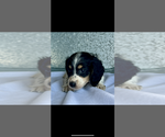 Small #1 Dachshund