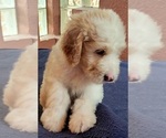 Small Photo #3 Goldendoodle Puppy For Sale in BRANDON, FL, USA